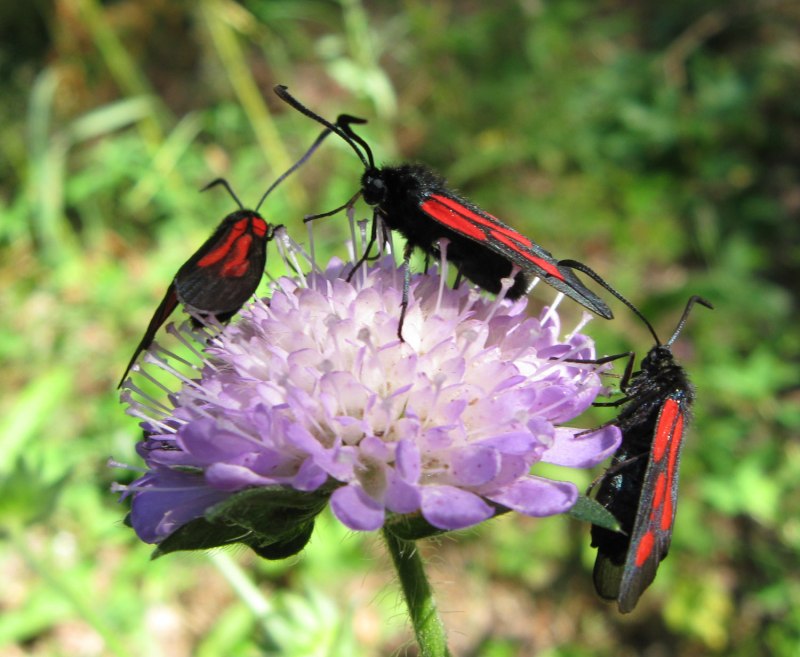 Пестрянка таволговая Zygaena filipendulae