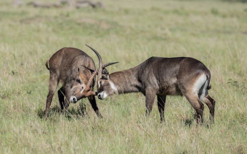 Kobus ellipsiprymnus