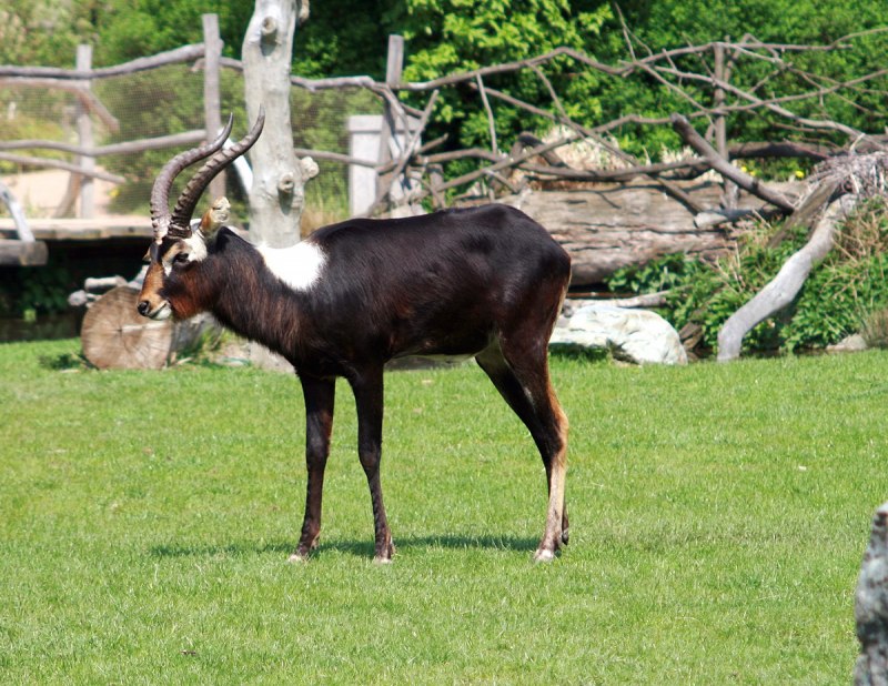 Kobus ellipsiprymnus