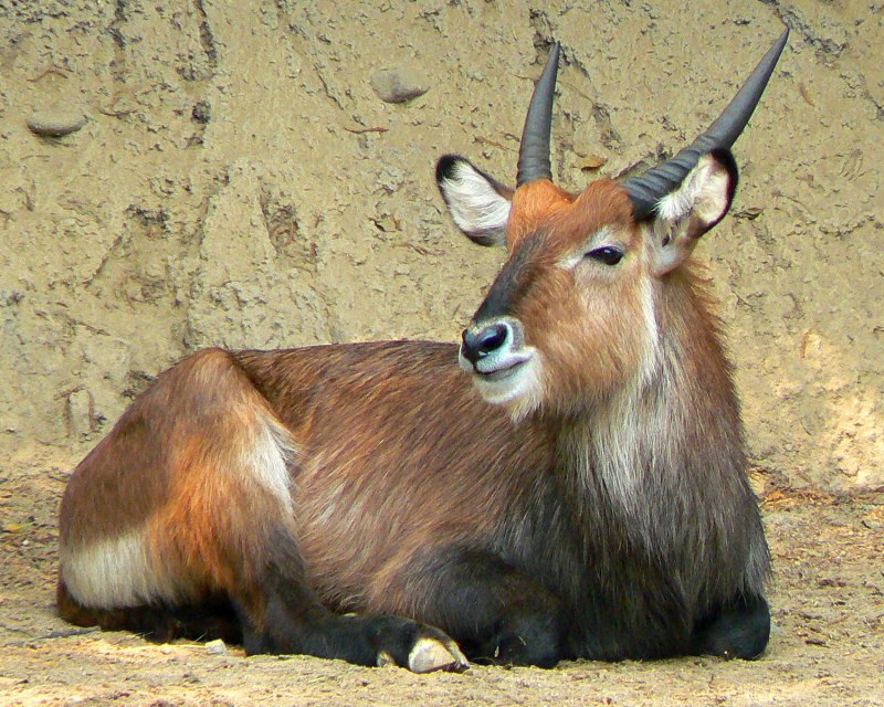 Африканский козел Kobus