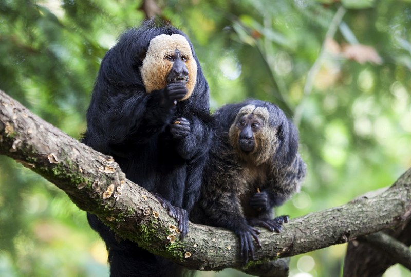 — Белоногий Тамарин (Saguinus leucopus)