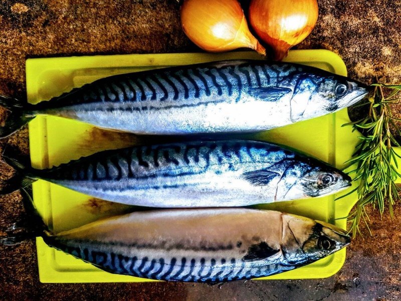 Рыба атлантическая скумбрия