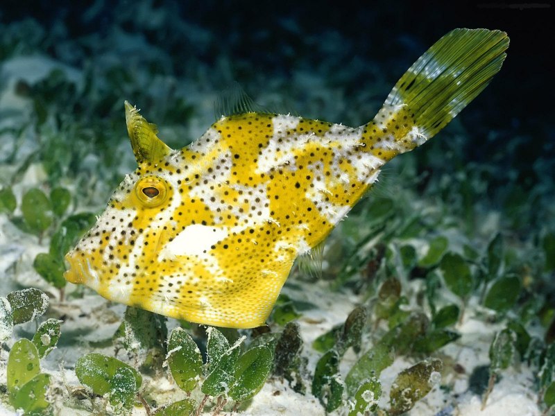 Морской карась дорадо
