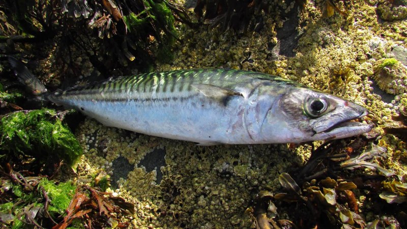 Морская рыба похожая на скумбрию