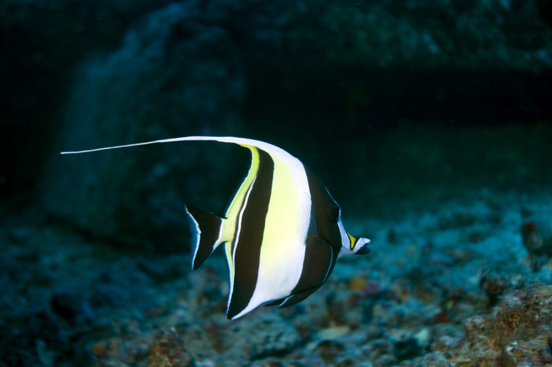 Moorish Idol рыба
