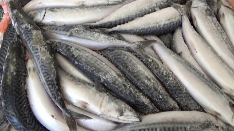 Морская рыбка желтый губан