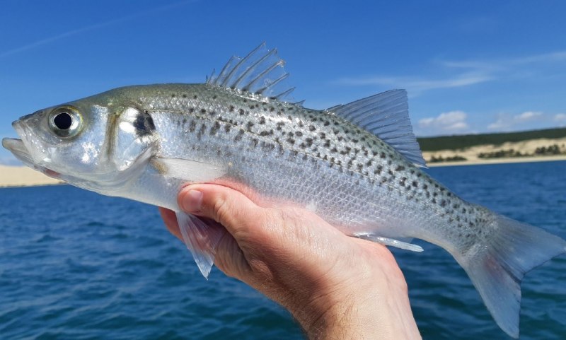 Морская рыба макрель