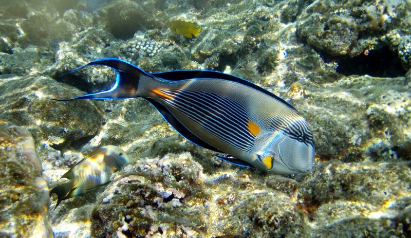Gilthead Seabream