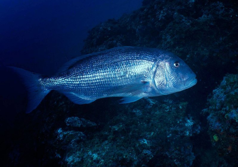 Минтай (Theragra chalcogramma)