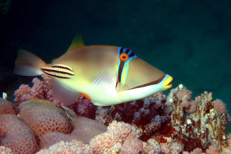 Синий тунец Thunnus thynnus