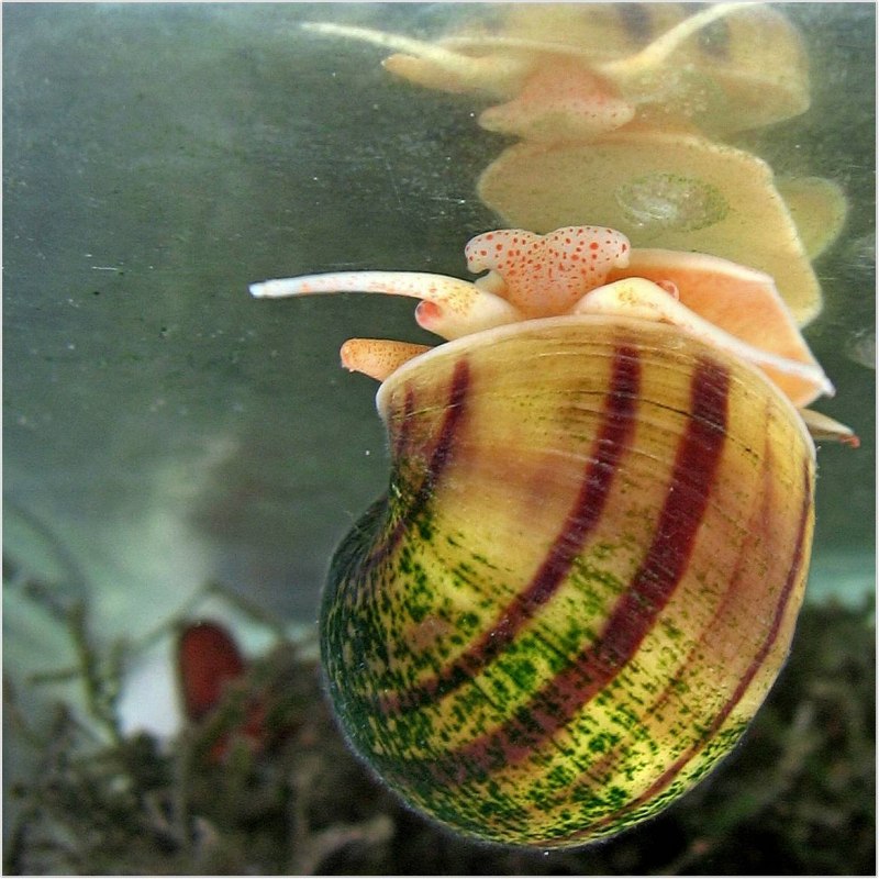Ампулярия пурпурная Pomacea bridgesii Purple