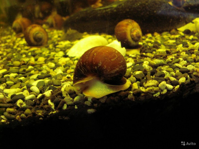 Pomacea bridgesii