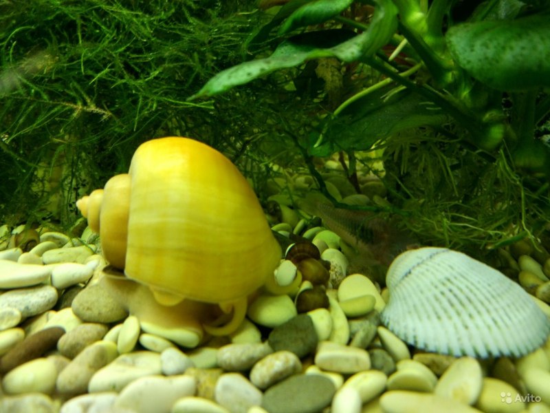Ramshorn Snail улитка катушка