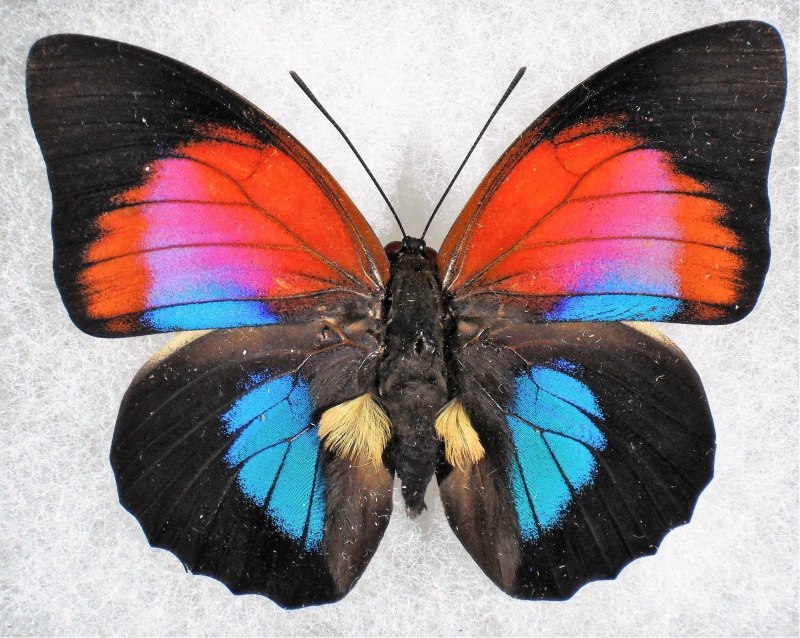 Prepona Omphale
