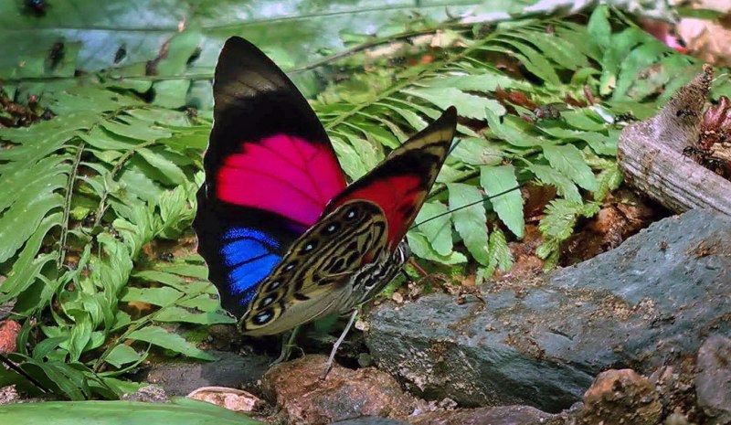 Agrias hewitsonius hewitsonius