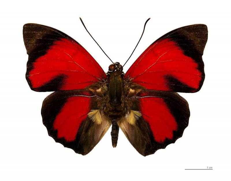 Agrias hewitsonius hewitsonius