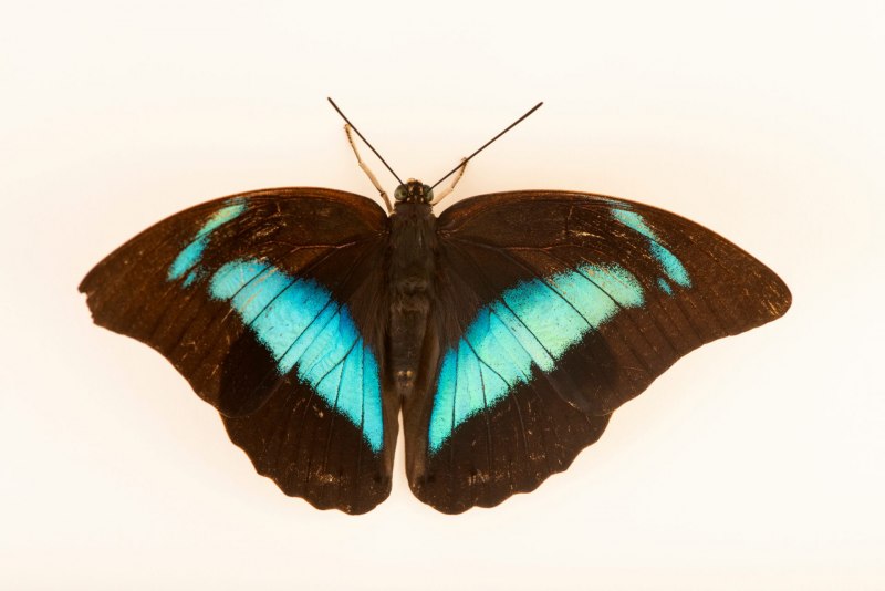 Anaea ryphea