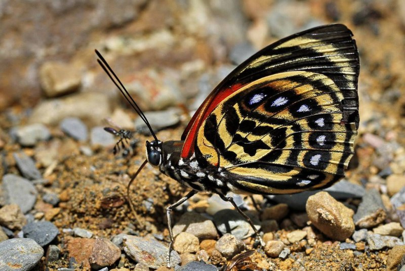 Dicaulocephalus fruhstorferi