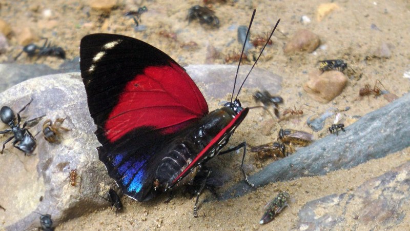 Набор для вышивки бисером 3-d Благовест арт.б-022 бабочка Protographium Philolaus