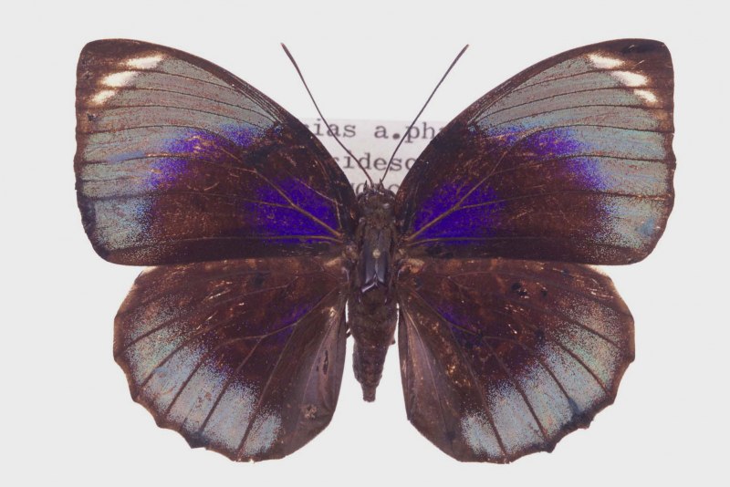 Prepona Omphale
