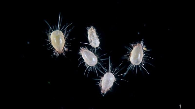 Tyroglyphus farinae