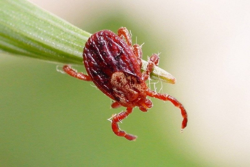 Куриный клещ (Dermanyssus gallinae)