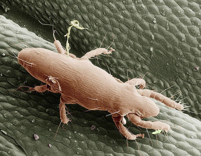 Ixodes hexagonus