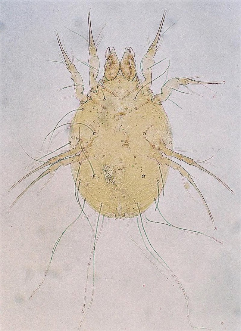 Tyroglyphus farinae