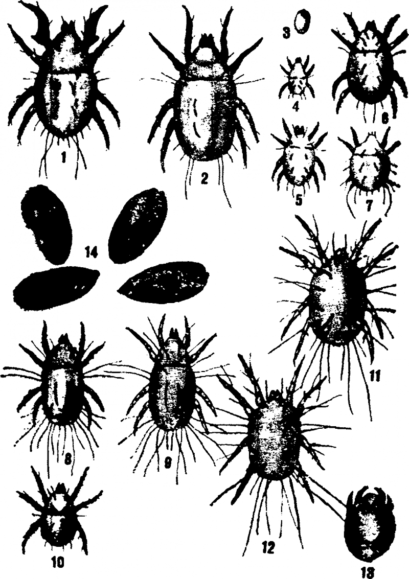 Tyrophagus perniciosus