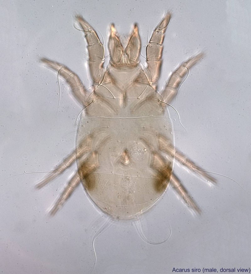 Tyroglyphus farinae