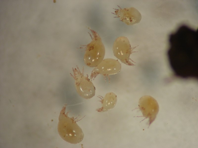 Glycyphagus domesticus