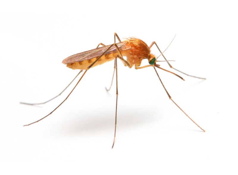 Рыжий комар (68 фото)