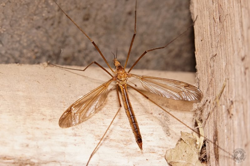 Ophion luteus