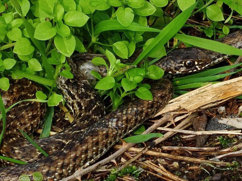 Tantilla melanocephala