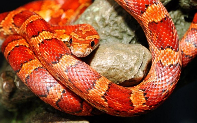Лучистая змея Xenopeltis Unicolor