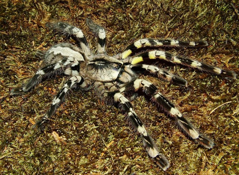 Паук-птицеед Poecilotheria Rajaei