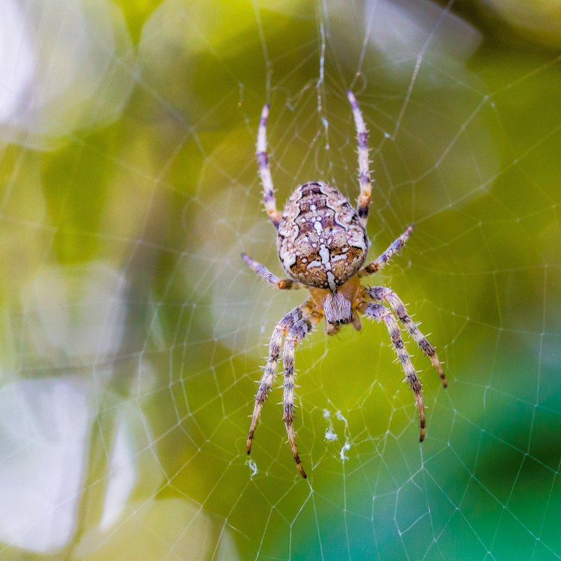 Poecilotheria Metallica паук