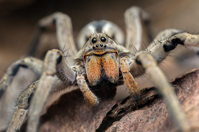 Sparassidae крабовый паук
