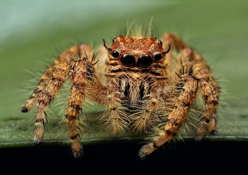 Chelicerata хелицеровые