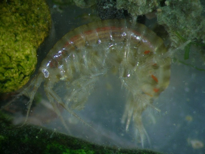 Мормыш Байкальский