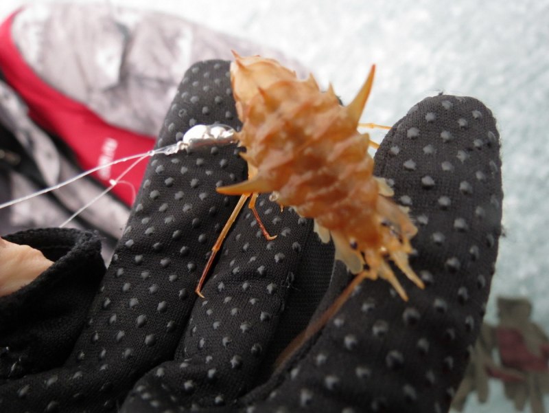 Astice europeo: European Lobster