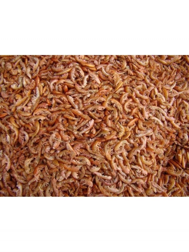 Gammarus duebeni