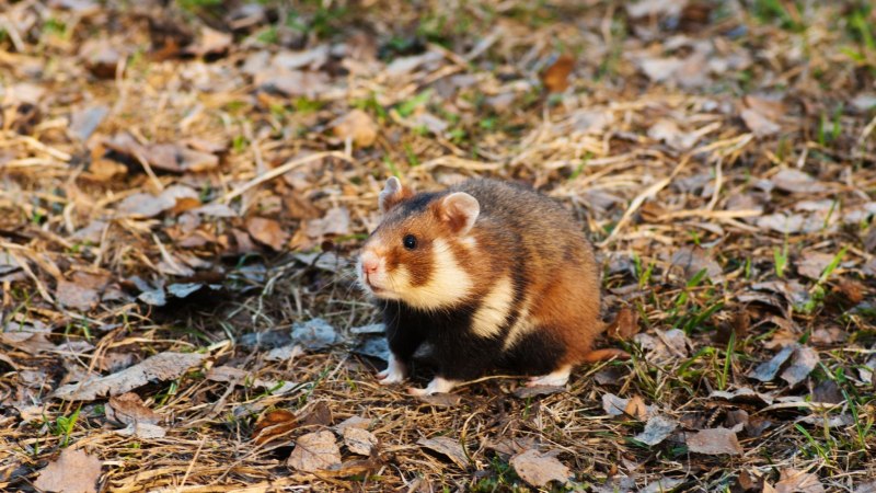 Обыкновенный хомяк Cricetus Cricetus