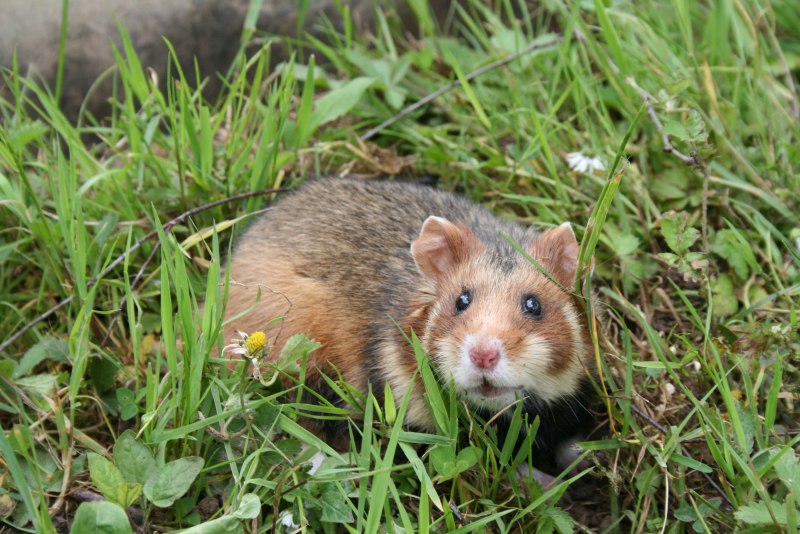 Обыкновенный хомяк Cricetus Cricetus