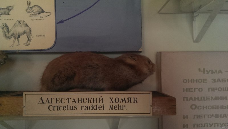 Полевой хомяк карбыш
