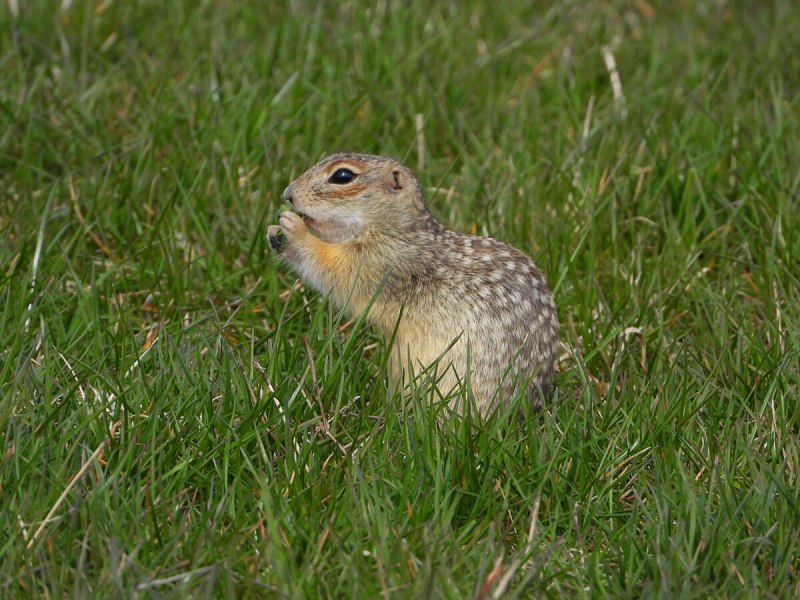 Большой суслик (Spermophilus Major)