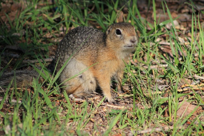 Кра́пчатый су́слик (Spermophilus suslicus)