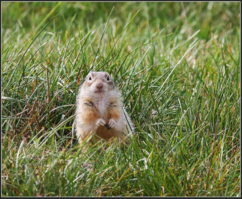 Кра́пчатый су́слик (Spermophilus suslicus)