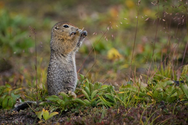 Spermophilus citellus