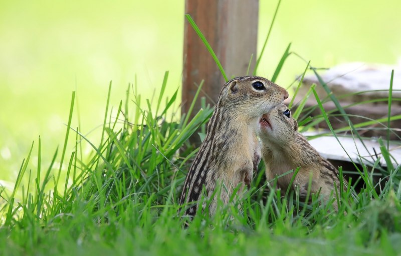 Европейский суслик (Spermophilus citellus)